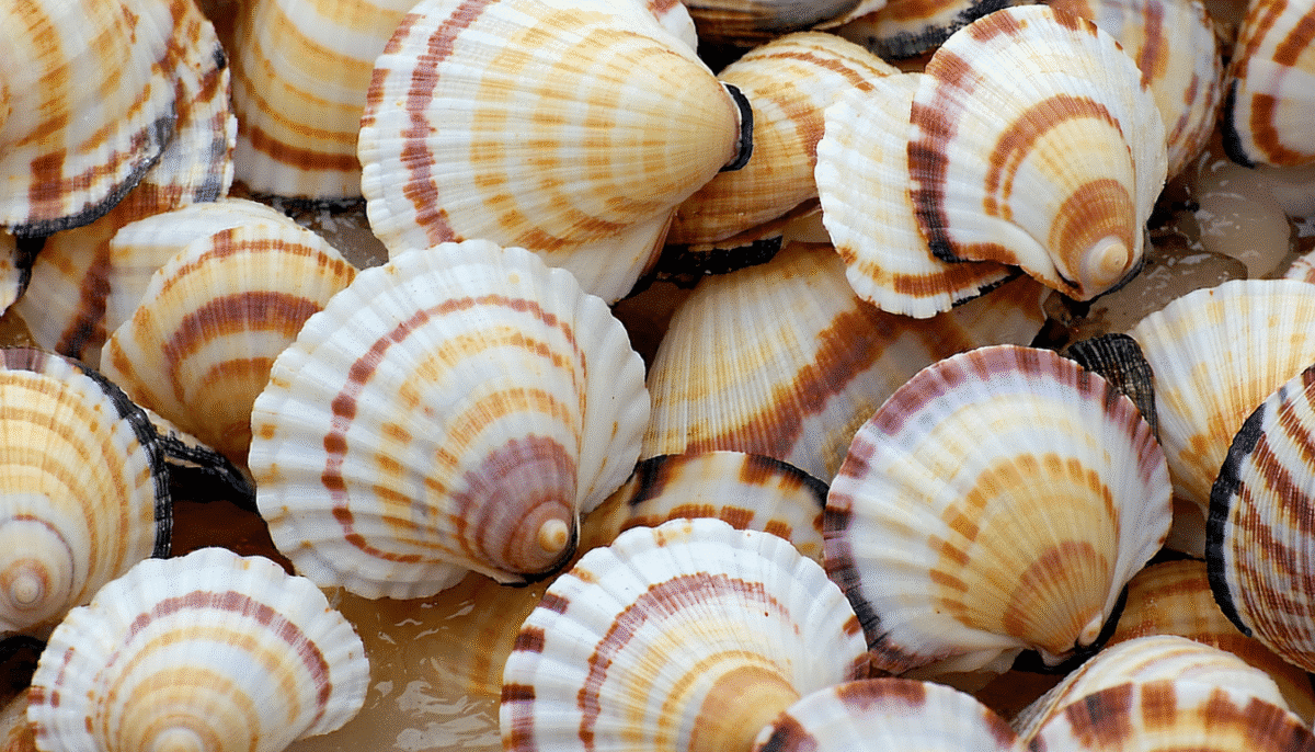 découvrez le nombre exact de coquilles saint-jacques dans 1 kg grâce aux témoignages précis de poissonniers. infos essentielles pour bien acheter et cuisiner ce fruit de mer savoureux.