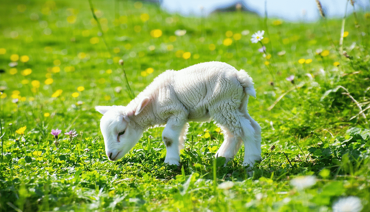 découvrez à partir de quel âge un agneau commence à manger de l’herbe : généralement dès 3 semaines, en complément du lait maternel. toutes les explications sur l’alimentation des jeunes agneaux.