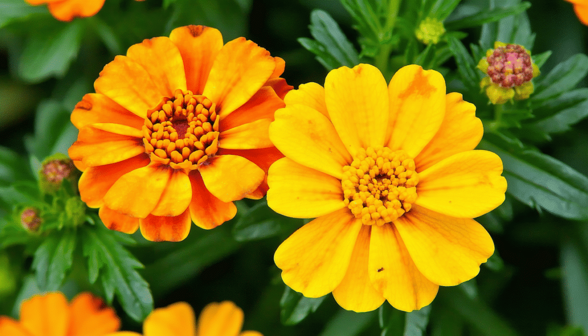 découvrez si l’œillet d’inde est comestible ! les botanistes expliquent que certaines variétés peuvent agrémenter vos salades, mais des précautions sont à prendre pour bien les choisir.